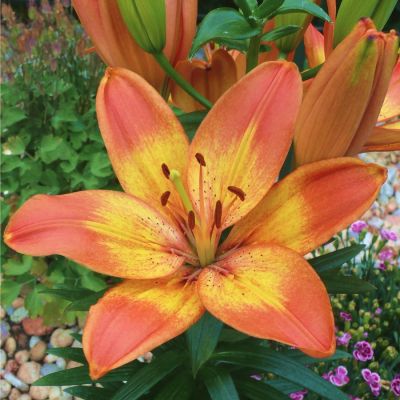 Лилия Хэппи Меморис Лилия Хэппи Меморис - Dolina-Sad.Ru