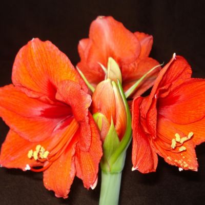 Амариллис Принцес Маргриет (Парк Оранж) Амариллис Принцес Маргриет (Парк Оранж) фото