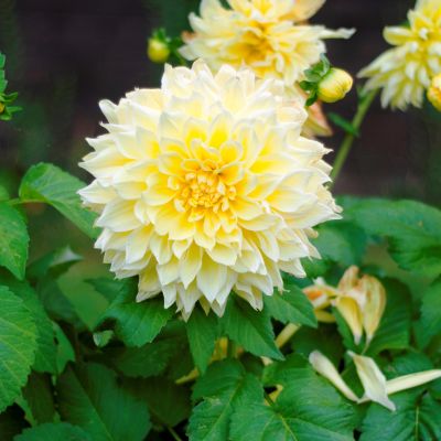 Георгина Келвин Флудлайт(Гиганты) Георгина Келвин Флудлайт(Гиганты) фото