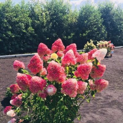 Гортензия метельчатая Пинк энд Роуз - Dolina-Sad.Ru