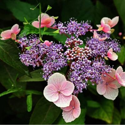 Гортензия шершавая Хот Шоколад, С3 Гортензия шершавая Хот Шоколад, С3 - Dolina-Sad.Ru