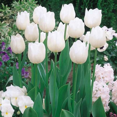 Тюльпан Нормандия фото