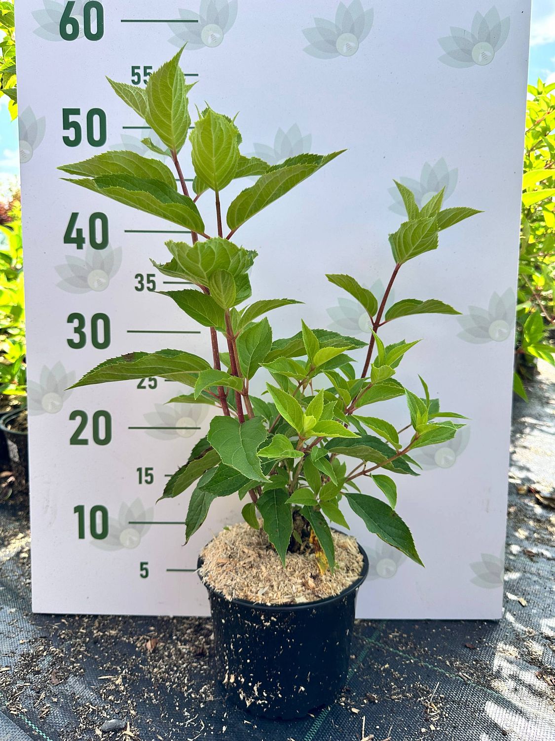 Гортензия метельчатая Мэджикал Кэндл, С1,5 Гортензия метельчатая Мэджикал Кэндл, С1,5 - Dolina-Sad.Ru