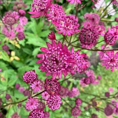 Астранция Дарк Шайни Айз - Dolina-Sad.Ru