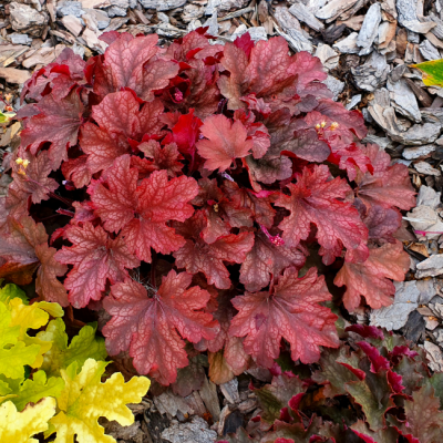 Гейхера Шнеевитхен фото