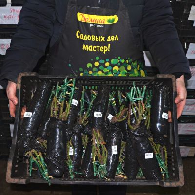 Роза Маунт Шаста Роза Маунт Шаста фото