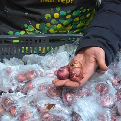 Гладиолус Бастиа Гладиолус Бастиа фото