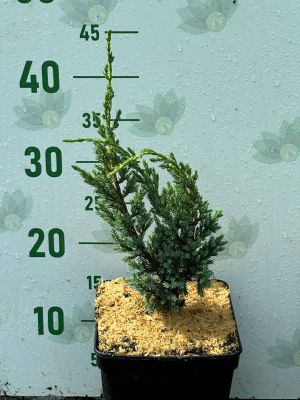 Можжевельник чешуйчатый Блю Компакт, С3 Можжевельник чешуйчатый Блю Компакт, С3 - Dolina-Sad.Ru