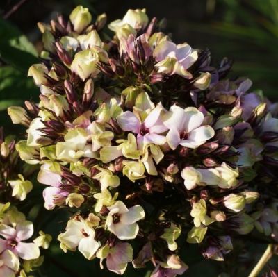 Флокс метельчатый Мистик Грин - Dolina-Sad.Ru