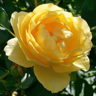 Роза Голдкрест Роза Голдкрест - Dolina-Sad.Ru