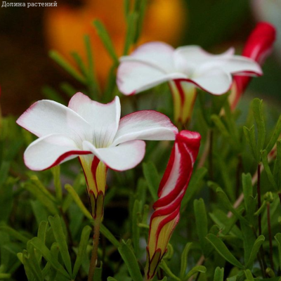 Кислица пестроцветная Кислица пестроцветная - Dolina-Sad.Ru
