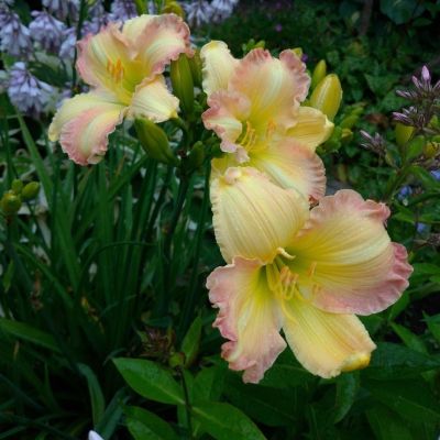 Лилейник Биг Смайл Лилейник Биг Смайл фото