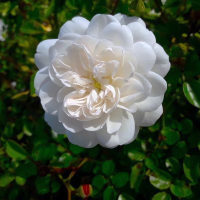 Роза Фис Клайм - Dolina-Sad.Ru