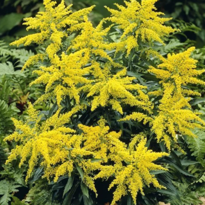 Золотарник гибридный Страхленкрон Золотарник гибридный Страхленкрон фото