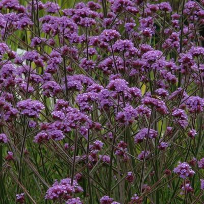 Вербена бонарская Лоллипоп - Dolina-Sad.Ru