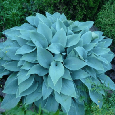 Хоста Фрагрант Блю Хоста Фрагрант Блю фото