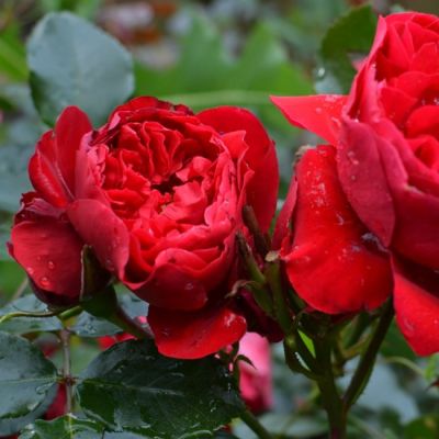 Роза Энцелад Роза Энцелад - Dolina-Sad.Ru