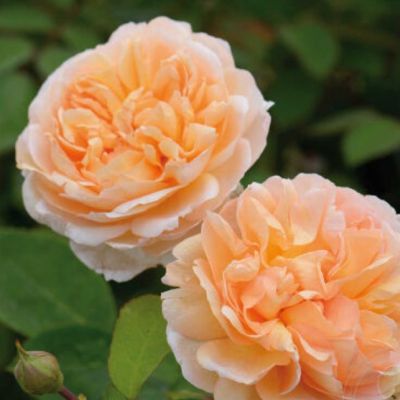 Роза Амаретто Роза Амаретто - Dolina-Sad.Ru