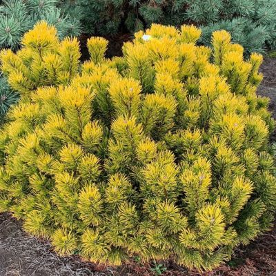 Сосна горная Карстенс Винтерголд фото