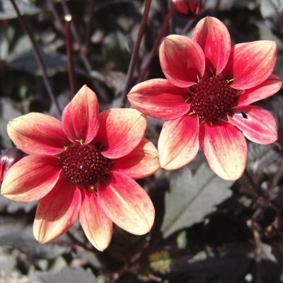 Георгина Драгон Болл Георгина Драгон Болл - Dolina-Sad.Ru