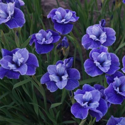 Ирис Ай Си Старз Ирис Ай Си Старз - Dolina-Sad.Ru