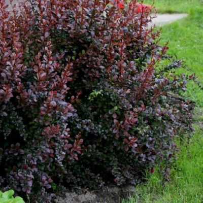 Барбарис Тунберга Дартс Ред Леди фото