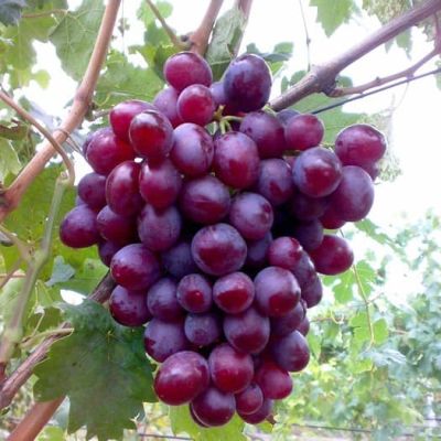 Виноград Алиса Виноград Алиса фото