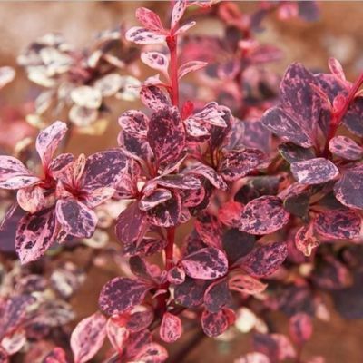 Барбарис Тунберга Арлекин Барбарис Тунберга Арлекин фото