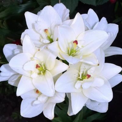 Лилия Анна Мария Дрим Лилия Анна Мария Дрим фото