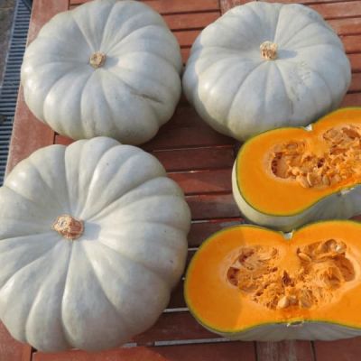 Тыква крупноплодная Крошечка-Хаврошечка (А) фото