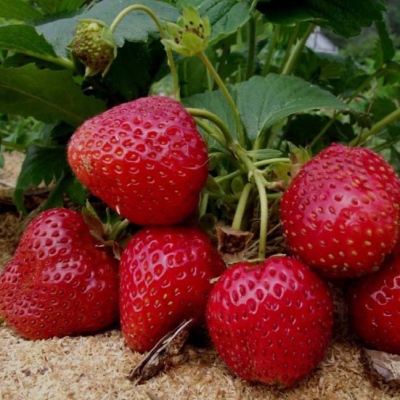 Клубника Сельва/Ремонтантная Клубника Сельва/Ремонтантная фото