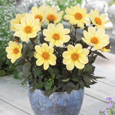 Георгина Хэппи Дейс Лемон Георгина Хэппи Дейс Лемон - Dolina-Sad.Ru