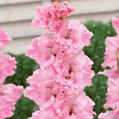 Гладиолус Софт Инносенс Гладиолус Софт Инносенс - Dolina-Sad.Ru