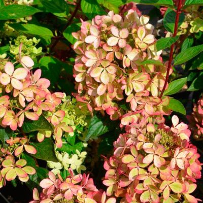 Гортензия метельчатая Пастель Грин Гортензия метельчатая Пастель Грин - Dolina-Sad.Ru