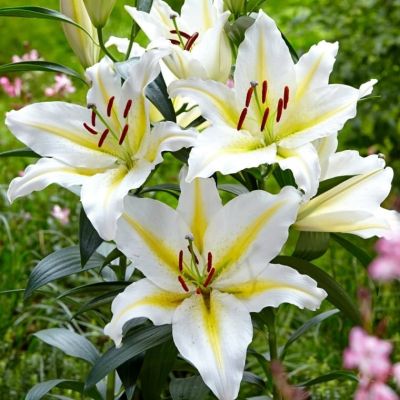 Лилия Баферрари Лилия Баферрари фото