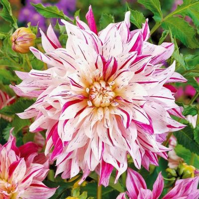 Георгина Бристол Страйп (Гиганты) Георгина Бристол Страйп (Гиганты) фото