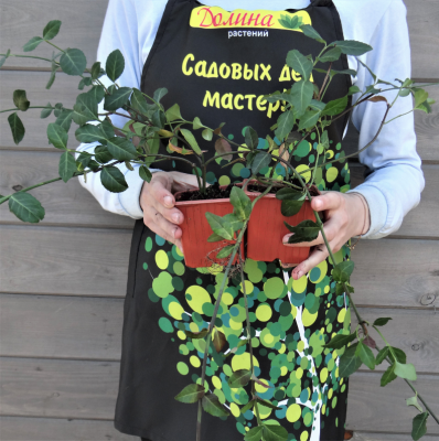 Бересклет Форчуна Хортс Блейз Бересклет Форчуна Хортс Блейз фото