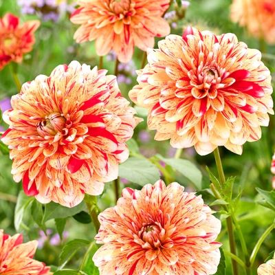 Георгина Стрипд Нагано - Dolina-Sad.Ru