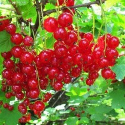 Смородина Красная Андрейченко Смородина Красная Андрейченко фото