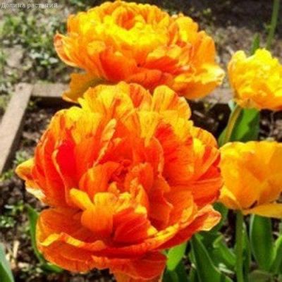 Тюльпан Дабл Бьюти оф Апельдорн Тюльпан Дабл Бьюти оф Апельдорн фото