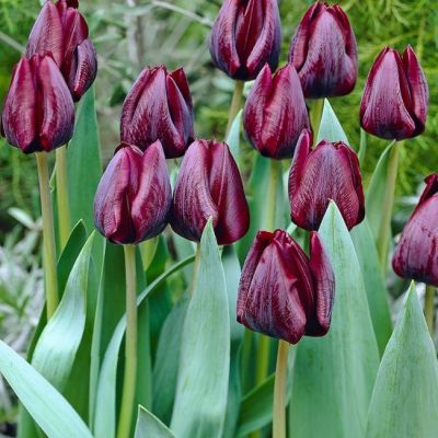 Тюльпан Роналдо Тюльпан Роналдо фото