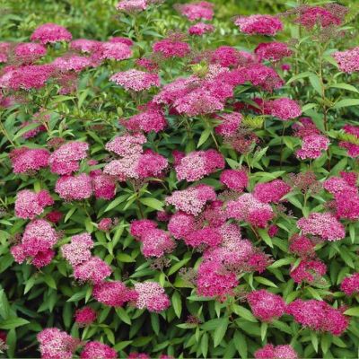 Спирея японская Антони Ватерер Спирея японская Антони Ватерер фото