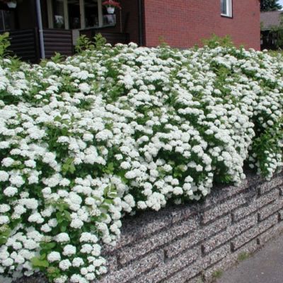 Спирея стелющаяся, С3 Спирея стелющаяся, С3 - Dolina-Sad.Ru