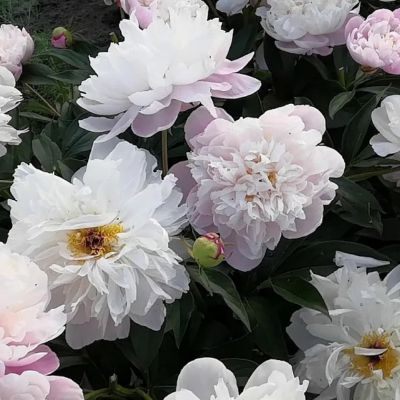 Пион Леди Александр Дафф Пион Леди Александр Дафф - Dolina-Sad.Ru