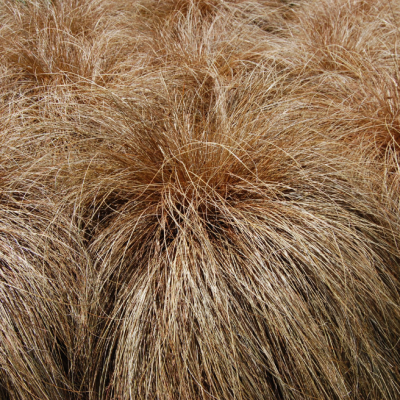 Осока власовидная Бронко Осока власовидная Бронко фото