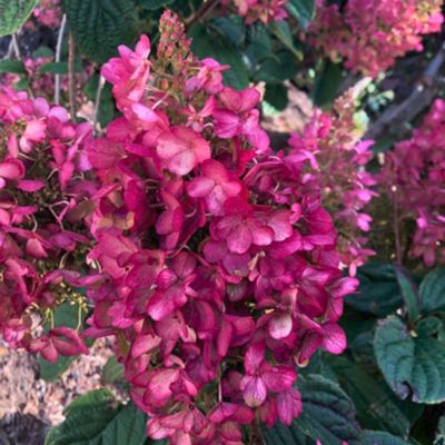 Гортензия метельчатая Петит Лантерн, С3 - Dolina-Sad.Ru