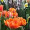 Тюльпан Монте Оранж Тюльпан Монте Оранж фото