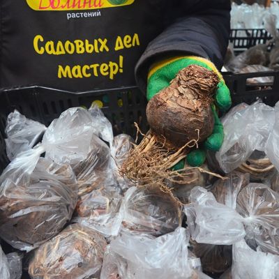 Амариллис Дабл Кинг - Dolina-Sad.Ru