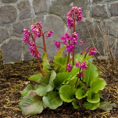 Бадан Абендглют Бадан Абендглют - Dolina-Sad.Ru