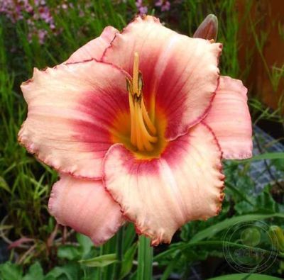 Лилейник Строуберри Кенди Лилейник Строуберри Кенди фото